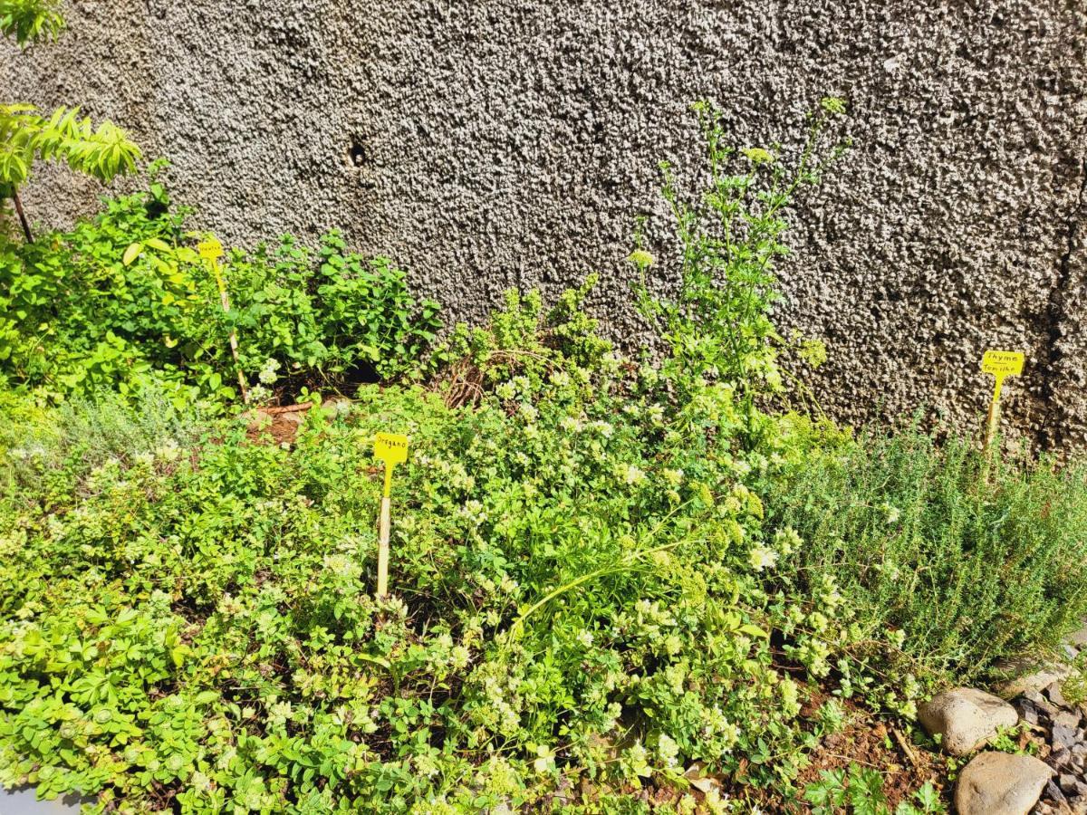 Villa Paradise Madeira Ocean View Fajã da Ovelha Exteriör bild